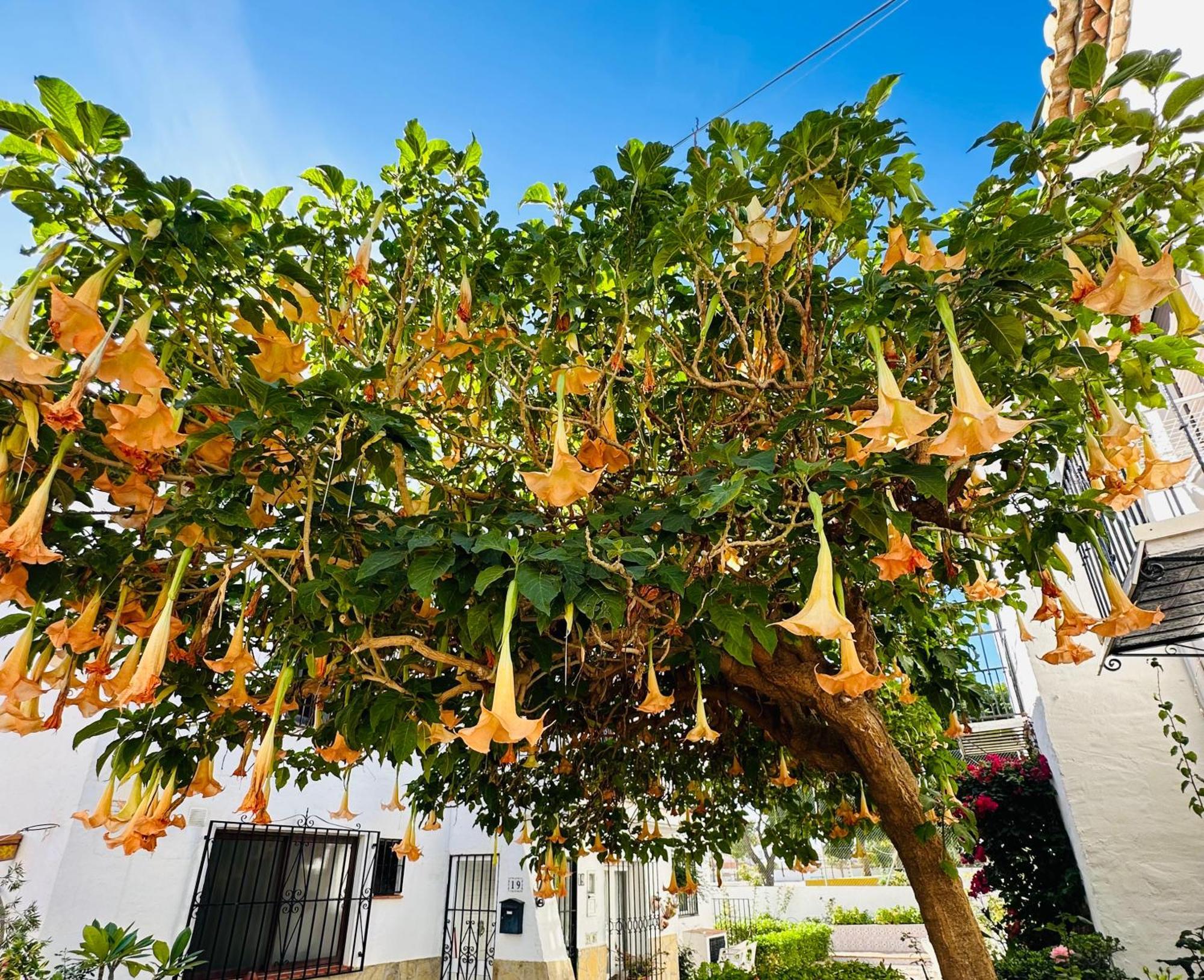Right By The Pool Area In Capistrano Village! Nerja Exterior photo